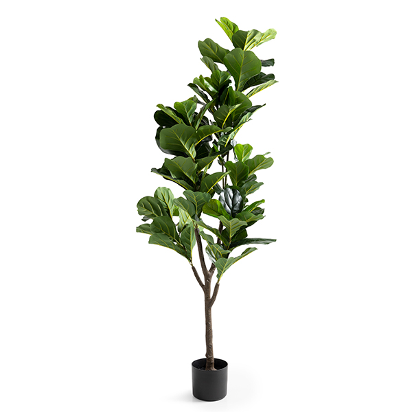 /images/content/artikelen/novita-gennep-accessoires-feelings-woonaccessoires-ficus-lyrata-sierplant-1-8717510101654.jpg