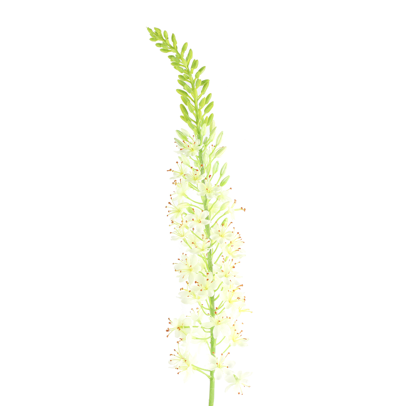 /images/content/artikelen/novita-gennep-accessoires-feelings-woonaccessoires-lythrum-kunstbloem-wit-1-8717510107677.jpg